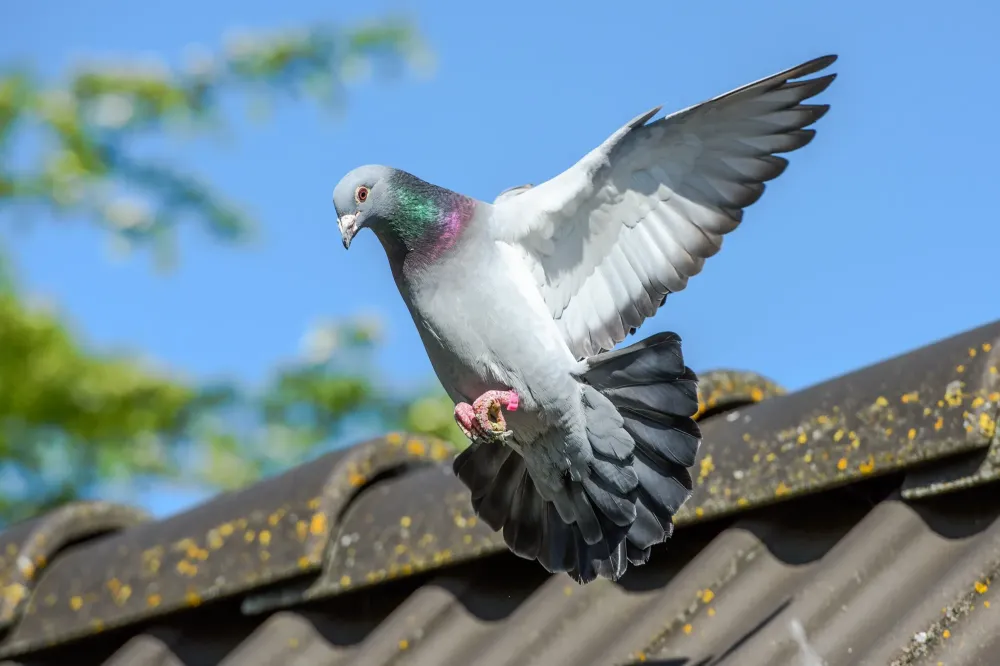 Anti pigeons à Lempdes
